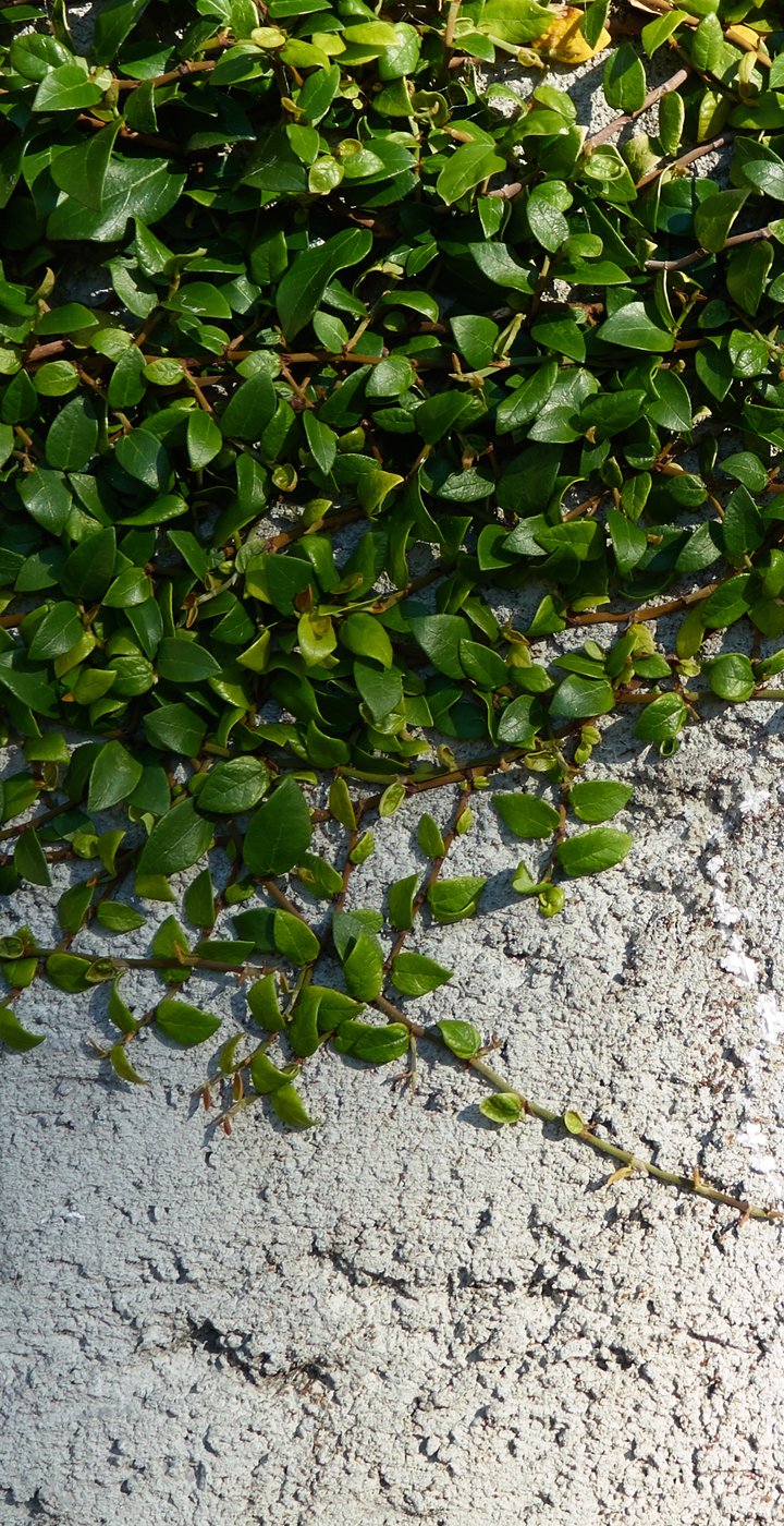 Climbing ficus spreading across a textured pale concrete wall
