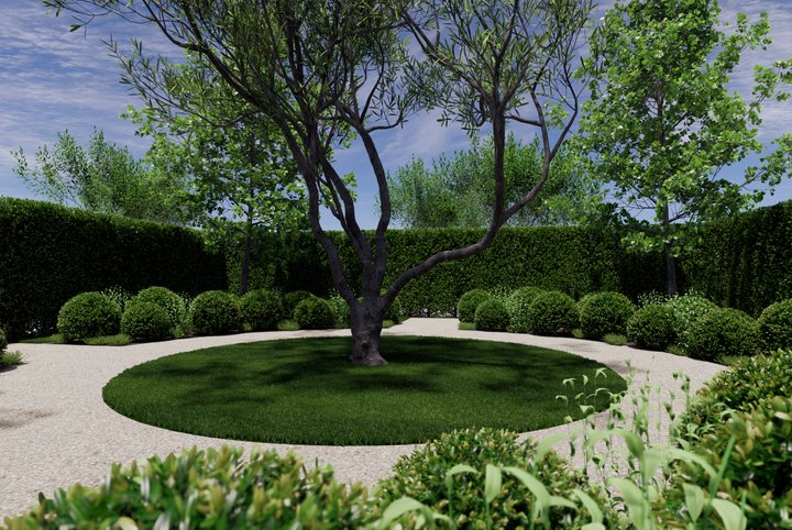 Olive tree in a circular lawn set into pale gravel, ringed by clipped buxus balls and a tall hedge