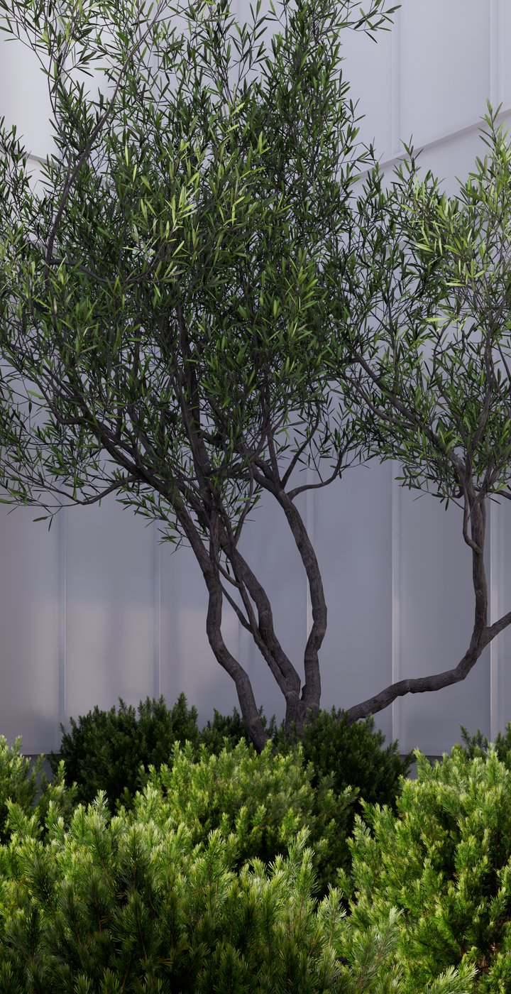 Concept render of multi-stemmed olive trees and clipped shrubs against a pale panelled facade