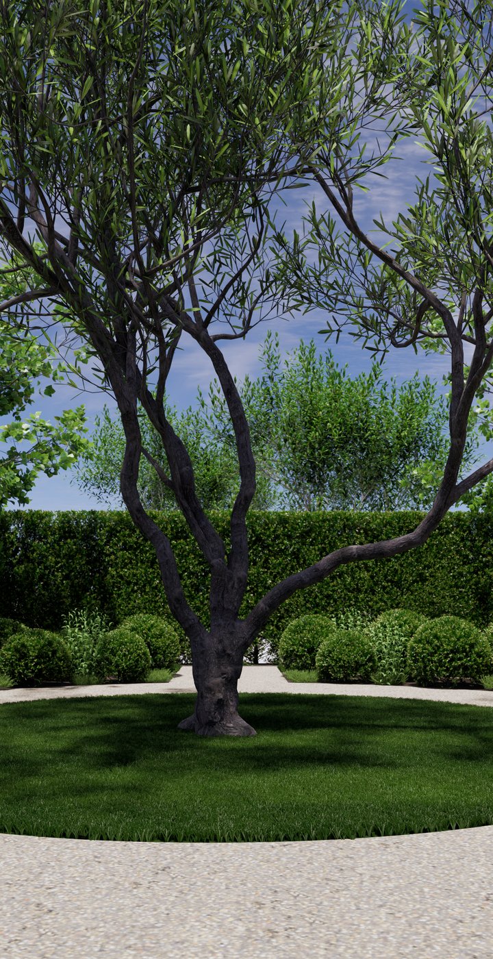 Concept render of a formal garden with a circular lawn and olive tree, ringed by gravel, buxus balls and tall hedging