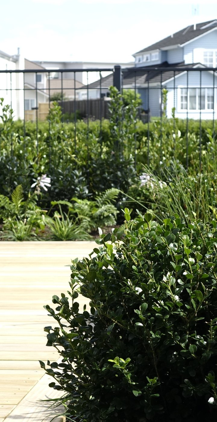 Timber deck edged by a clipped buxus ball, ferns and mixed planting behind a black wire fence