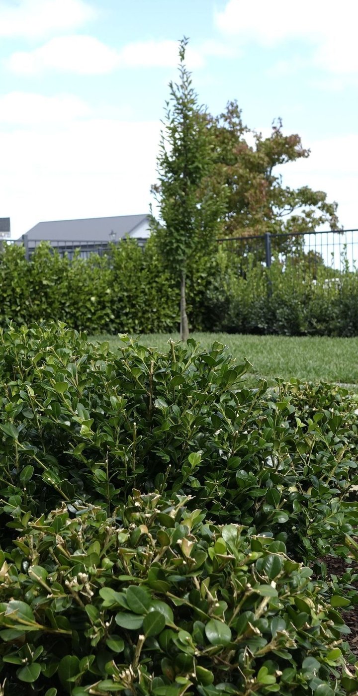 Clipped buxus hedging and urn planters edging a lawn, with a timber deck and outdoor dining chairs