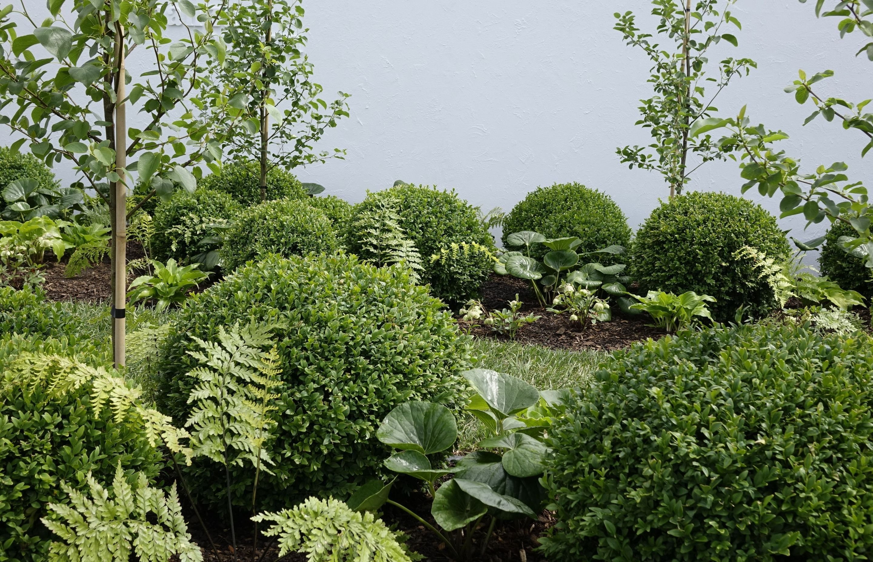 Layered planting of clipped buxus, ferns and ligularia against a pale rendered wall